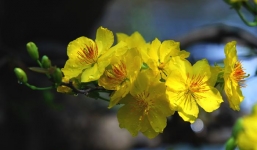 Những điềm lành báo hiệu một năm mới suôn sẻ