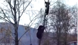 Video: Gấu khổng lồ leo tận cây truy đuổi người