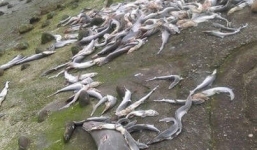 Kinh hoàng hàng trăm xác cá mập con dạt vào bờ đập Đài Loan