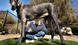 Video: 10 chú chó lớn nhất thế giới