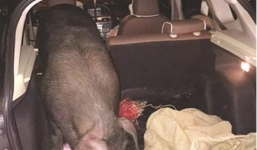 Sếp tặng lợn cho nhân viên làm quà