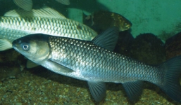 Cá trắm đen và những lợi ích tuyệt vời ít người biết