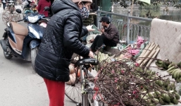 Người Hà Nội nô nức sắm đào quất ngày giáp Tết