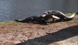 Video: Cá sấu hỗn chiến, cắn đuôi nhau để giành lãnh thổ