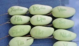 Xuất hiện xoài 'Vạn sự như ý' để trưng Tết