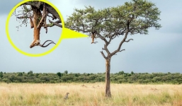 Báo đốm treo xác con mồi trên cây để xẻ thịt dần