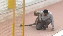 Video: Báo hoang lang thang trong trường, đả thương 6 người