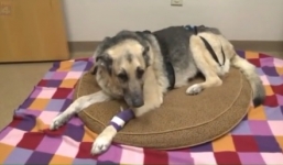 Chú chó sống sót diệu kỳ sau 72 giờ bị chôn vùi