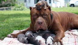 Video: 10 chú chó lớn nhất thế giới