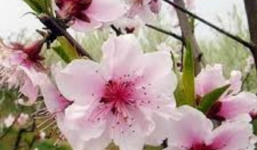 Những điềm lành trong ngày Tết mang may mắn cho gia chủ