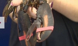 Bắt được tôm hùm ba càng cực hiếm