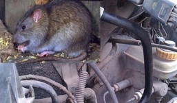 Ôtô và “mối đe dọa” từ chuột