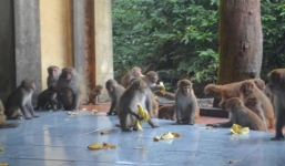 Những “mỹ nhân” gánh chuối nuôi khỉ trên đảo biển đầy sóng gió