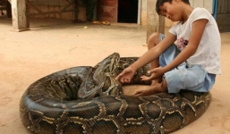 Video: Sửng sốt bé trai 6 tuổi cưỡi trăn Miến Điện 'khủng' nặng 120kg