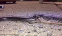 Video rắn độc nuốt chửng đồng loại ngay trong nhà dân