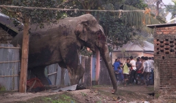 Voi hoang xóa sổ 100 ngôi nhà trong cơn thịnh nộ
