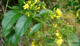 Chưa đủ tuổi bị cấm kết hôn, đôi nam nữ tự tử bằng lá ngón