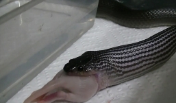 Video: Rắn nuốt chửng chuột như nuốt lợn