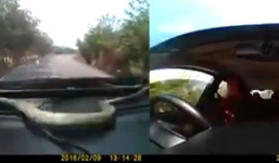 Tài xế hoảng hốt vì đang lái thì thấy rắn bò trong xe