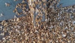 Hàng triệu con bướm bủa vây tấn công ngôi làng ở Australia