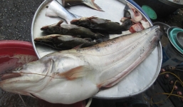 Bắt được cá leo 'khủng' ngày đầu năm mới