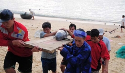 Cá voi nặng gần 50kg dạt vào bờ biển Quy Nhơn