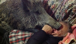 Cặp vợ chồng nuôi lợn rừng 'khủng' nặng 45 kg làm thú cưng