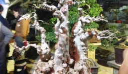 Cây mai giá 60 triệu đắt nhất chợ Viềng chỉ để...ngắm