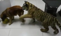 Cái kết bất ngờ khi 'chúa sơn lâm' ở chung nhà với chó