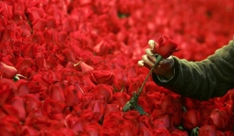 Nam sinh mua hoa tặng hơn 800 nữ sinh trong trường nhân ngày Lễ tình nhân