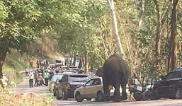 Thất tình đêm Valentine, voi đập phá 'giải sầu'