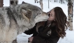 Video: Cô gái xinh đẹp hôn sói hoang 'khổng lồ' hút hàng nghìn lượt xem