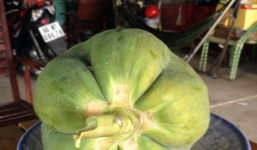 Cận cảnh đu đủ có hình hoa mai Nam Bộ