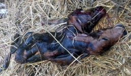 Hàng trăm người dân hiếu kỳ kéo đến xem bê 2 đầu, 4 tai ở Quảng Nam