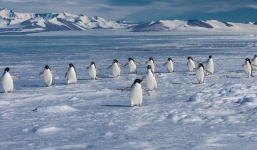 Hơn 150.000 chim cánh cụt bị quét sạch vì tảng băng to như thành Rome