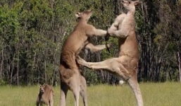 Video: Kangaroo đấu quyền anh máu lửa giành bạn tình
