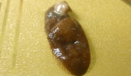 Phát hiện sinh vật lạ giống đỉa bò lổm ngổm trong hộp bánh đậu xanh