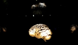 Động vật có vú sở hữu bộ não lớn dễ bị tuyệt chủng hơn