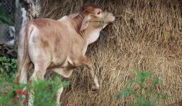 Bình Định: Lở mồm long móng hoành hành