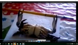 Hài hước cảnh cua tập tạ, thể hình để có thân hình cường tráng