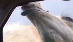 Lạc đà ngốc mắc kẹt ở kính ôtô