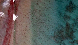 Video: Hàng nghìn cá mập di cư khiến vùng biển Florida đen kịt