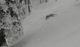 Video: Hoảng hồn khoảnh khắc đối mặt với báo tuyết 
