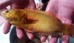Cá rô vàng óng ở Đà Nẵng đã được bán