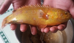 Cá rô vàng óng trả 10 triệu không bán: Chuyên gia nói gì?