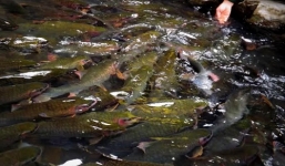 Khám phá những bí ẩn về suối cá thần ở Thanh Hóa