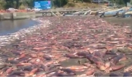 Hàng nghìn con mực quỷ đỏ chết phủ kín bãi biển 