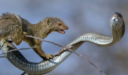 Rắn độc mamba đen chết thảm vì đòn cắn chí mạng của cầy mangut 