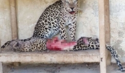 Hãi hùng 300 con thú bị bỏ đói ăn thịt lẫn nhau