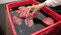 Hãi hùng heo nái giả thịt bò chứa vi khuẩn gây bệnh